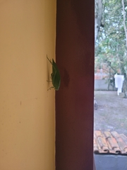 Tettigoniidae
