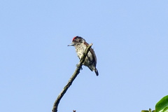 Picumnus spilogaster