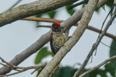 Picumnus spilogaster
