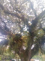 Podocarpus neriifolius