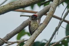 Picumnus spilogaster