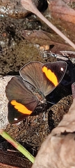 Diaethria pandama