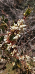 Cuscuta chilensis