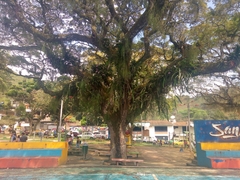 Podocarpus neriifolius