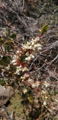 Cuscuta chilensis