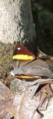 Diaethria pandama