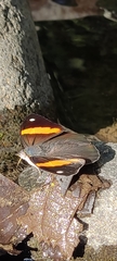 Diaethria pandama