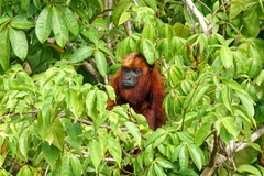 Alouatta macconnelli