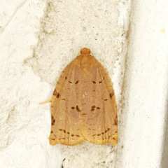 Archips rileyana