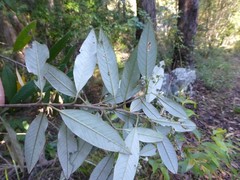 Pomaderris argyrophylla