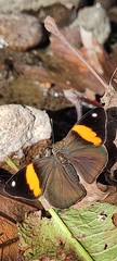 Diaethria pandama