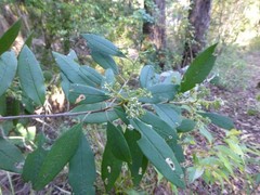 Pomaderris argyrophylla