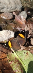 Diaethria pandama