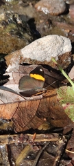 Diaethria pandama