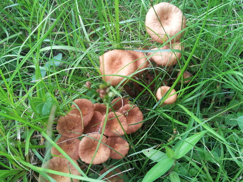 Desarmillaria tabescens