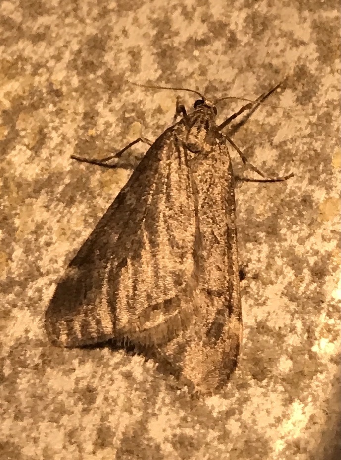 Fall cankerworm moth in january 2022 by privatenoaccess at building