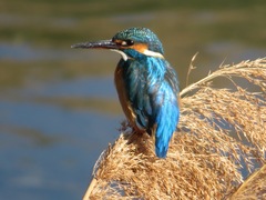 Alcedo atthis bengalensis