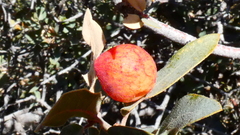 Atrusca brevipennata