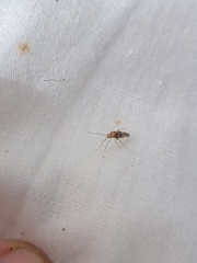 Chinamiris aurantiacus