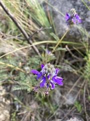 Dalea elegans