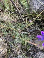 Dalea elegans