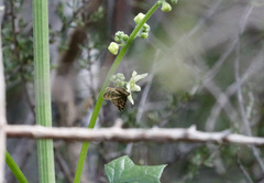 Epirrhoe plebeculata