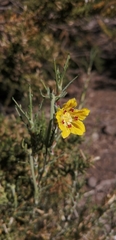 Scyphanthus elegans