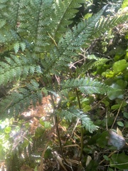 Dicksonia lanata