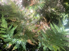 Dicksonia lanata
