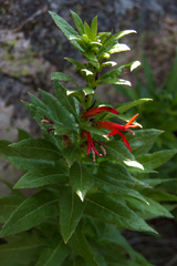 Siphocampylus foliosus