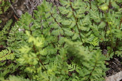 Cheilanthes sieberi sieberi