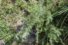 Baccharis artemisioides