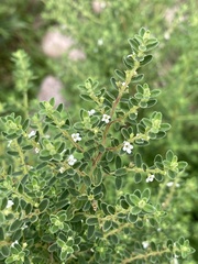 Clinopodium gilliesii