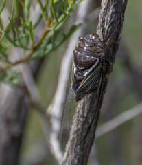 Fidicinoides ferruginosa