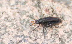 Paramydas igniticornis