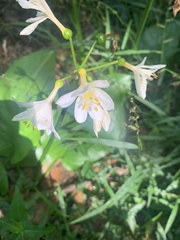 Proiphys cunninghamii