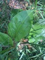 Proiphys cunninghamii