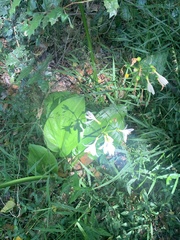 Proiphys cunninghamii