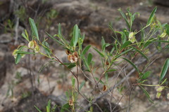 Dodonaea lanceolata