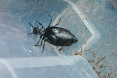 Meloe tuccius