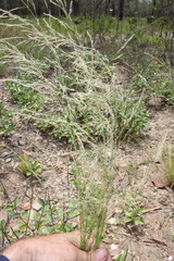 Eragrostis parviflora