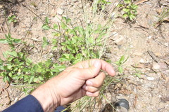 Eragrostis parviflora