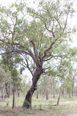 Eucalyptus exserta