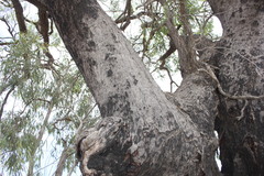 Eucalyptus exserta