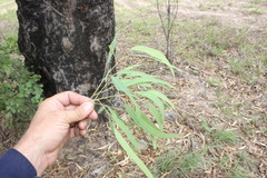 Eucalyptus exserta