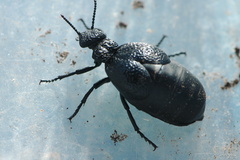 Meloe tuccius