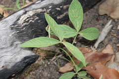 Flemingia parviflora