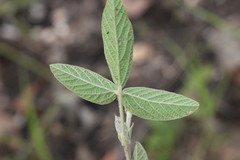 Flemingia parviflora