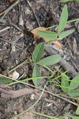 Flemingia parviflora