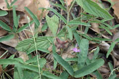 Flemingia parviflora